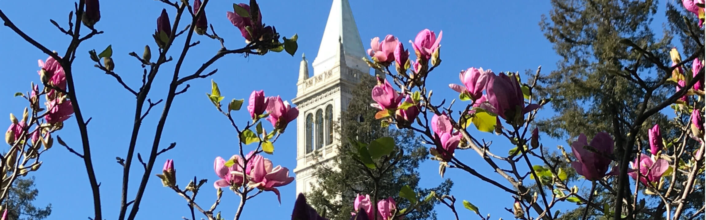 The Campanile at UC Berkeley, behind a flowering plant