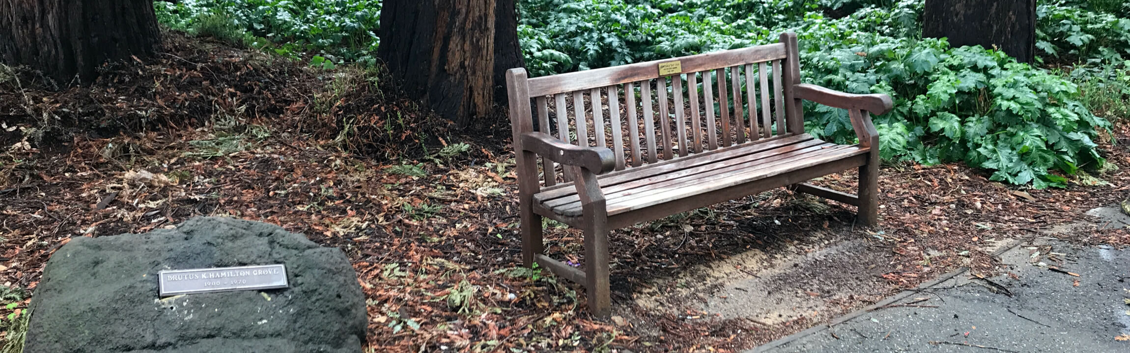 A bench at the Brutus Hamilton Grove at UC Berkeley