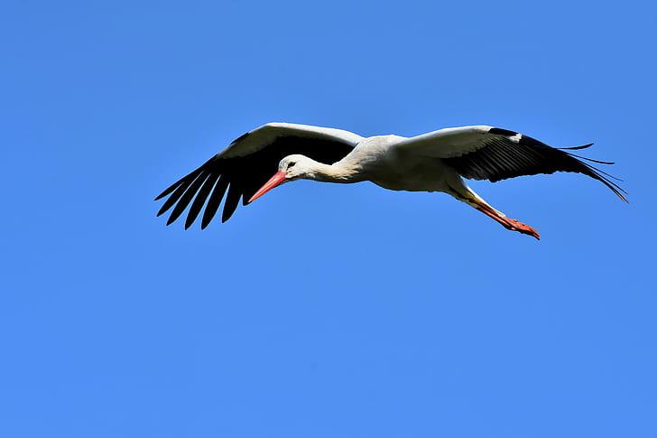 Bird in Flight with Spread Wings against Blue Sky